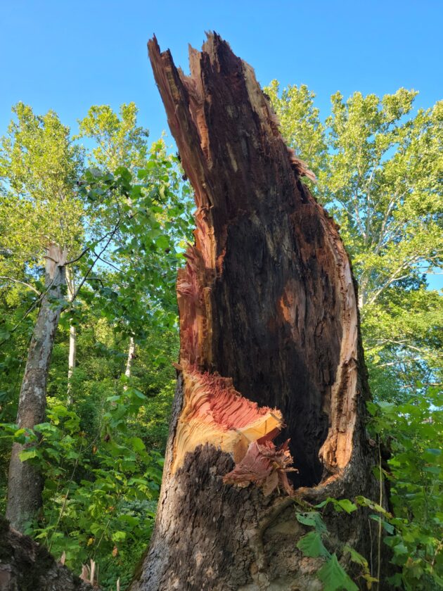 West Virginia’s ‘biggest tree’ falls in Marshall County News, Sports